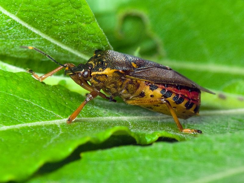 Pinthaeus sanguinipes (Fabricius, 1781)
